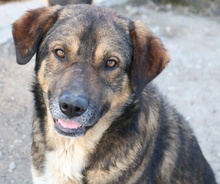 DIEGO, Hund, Mischlingshund in Griechenland - Bild 7