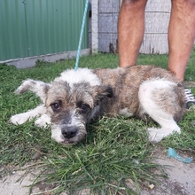 Tierheim Hunde Suchen Und Finden