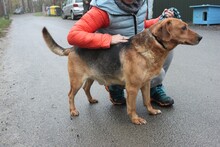 DORMI, Hund, Mischlingshund in Ungarn - Bild 3