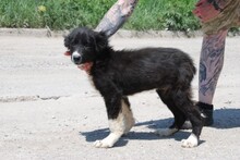 CHARLOTTE, Hund, Mischlingshund in Buchenbach - Bild 10