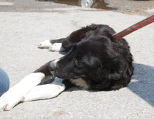 CHARLOTTE, Hund, Mischlingshund in Buchenbach - Bild 2