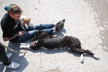 CHARLOTTE, Hund, Mischlingshund in Buchenbach - Bild 4