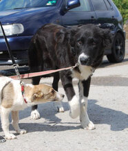 CHARLOTTE, Hund, Mischlingshund in Buchenbach - Bild 5