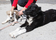 CHARLOTTE, Hund, Mischlingshund in Buchenbach - Bild 6