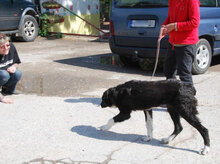 CHARLOTTE, Hund, Mischlingshund in Buchenbach - Bild 7