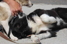 CHARLOTTE, Hund, Mischlingshund in Buchenbach - Bild 8