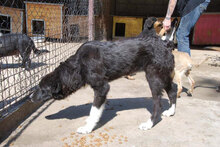 CHARLOTTE, Hund, Mischlingshund in Buchenbach - Bild 9