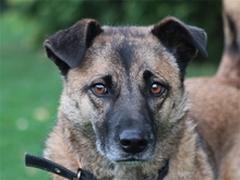 ELIAL, Hund, Mischlingshund in Spardorf - Bild 1