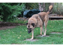ELIAL, Hund, Mischlingshund in Spardorf - Bild 10