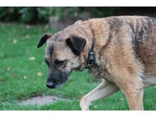 ELIAL, Hund, Mischlingshund in Spardorf - Bild 11