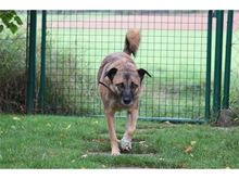 ELIAL, Hund, Mischlingshund in Spardorf - Bild 12