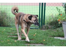 ELIAL, Hund, Mischlingshund in Spardorf - Bild 13