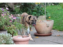 ELIAL, Hund, Mischlingshund in Spardorf - Bild 15