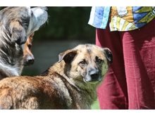 ELIAL, Hund, Mischlingshund in Spardorf - Bild 8