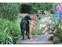 ELIAL, Hund, Mischlingshund in Spardorf - Bild 9