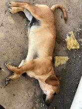 BENJY, Hund, Mischlingshund in Griechenland - Bild 10