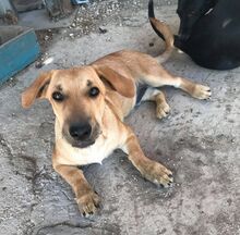 BENJY, Hund, Mischlingshund in Griechenland - Bild 3
