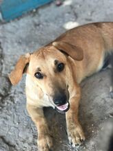 BENJY, Hund, Mischlingshund in Griechenland - Bild 4