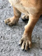 BENJY, Hund, Mischlingshund in Griechenland - Bild 6