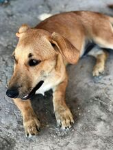 BENJY, Hund, Mischlingshund in Griechenland - Bild 8