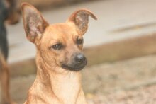 NUGGET, Hund, Mischlingshund in Spanien - Bild 1