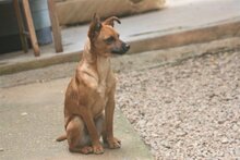 NUGGET, Hund, Mischlingshund in Spanien - Bild 2