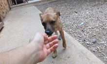 NUGGET, Hund, Mischlingshund in Spanien - Bild 3