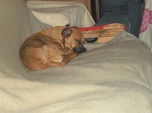 NUGGET, Hund, Mischlingshund in Spanien - Bild 4