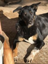 ALIKI, Hund, Mischlingshund in Griechenland - Bild 10