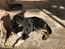 ALIKI, Hund, Mischlingshund in Griechenland - Bild 11