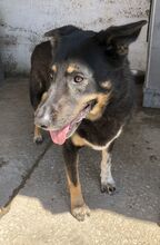 ALIKI, Hund, Mischlingshund in Griechenland - Bild 12