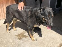 ALIKI, Hund, Mischlingshund in Griechenland - Bild 14