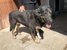 ALIKI, Hund, Mischlingshund in Griechenland - Bild 15