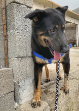 ALIKI, Hund, Mischlingshund in Griechenland - Bild 16