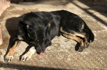 ALIKI, Hund, Mischlingshund in Griechenland - Bild 4