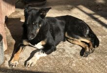 ALIKI, Hund, Mischlingshund in Griechenland - Bild 5