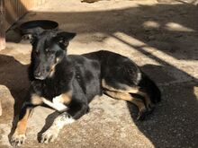 ALIKI, Hund, Mischlingshund in Griechenland - Bild 7