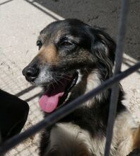 GOLDIE, Hund, Mischlingshund in Griechenland - Bild 1