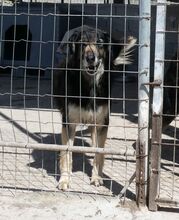 GOLDIE, Hund, Mischlingshund in Griechenland - Bild 10