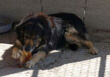 GOLDIE, Hund, Mischlingshund in Griechenland - Bild 11