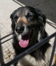 GOLDIE, Hund, Mischlingshund in Griechenland - Bild 12