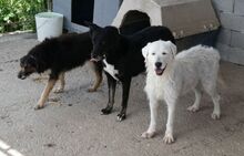 GOLDIE, Hund, Mischlingshund in Griechenland - Bild 15