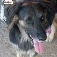 GOLDIE, Hund, Mischlingshund in Griechenland - Bild 2