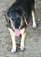GOLDIE, Hund, Mischlingshund in Griechenland - Bild 3