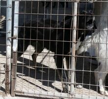 GOLDIE, Hund, Mischlingshund in Griechenland - Bild 9