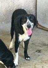 JERRY, Hund, Mischlingshund in Griechenland - Bild 1