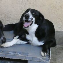 JERRY, Hund, Mischlingshund in Griechenland - Bild 10