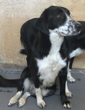 JERRY, Hund, Mischlingshund in Griechenland - Bild 11