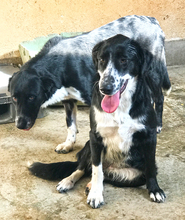 JERRY, Hund, Mischlingshund in Griechenland - Bild 2