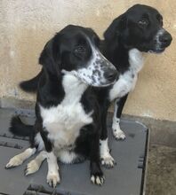JERRY, Hund, Mischlingshund in Griechenland - Bild 3